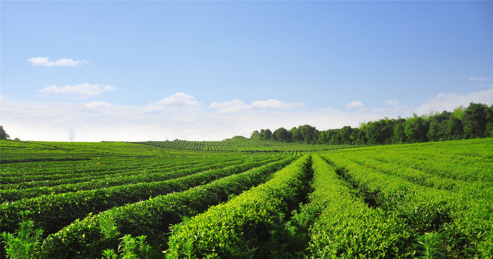 長沙云游茶業(yè)有限公司,湖南綠茶,紅茶價格,長沙毛尖批發(fā),云游陶餈禮盒,云游茶業(yè) 長沙云游茶業(yè)有限公司,湖南綠茶,紅茶價格,長沙毛尖批發(fā),云游陶餈禮盒,云游茶業(yè)